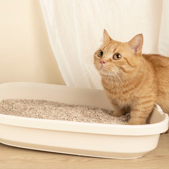 Lady N Pellet Tofu Cat Litter (7L/2.7kg) - Forest Scented - Image 10